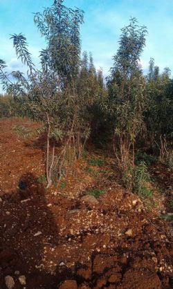 FB_IMG_1471860851346